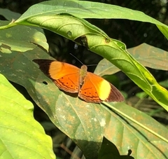 Cirrochroa orissa