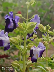 Torenia fournieri