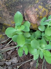 Crassula multicava