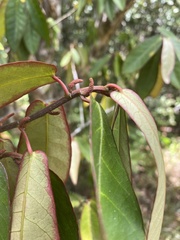 Acalypha integrifolia