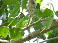 Psilopogon viridis