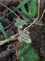 Kalanchoe rotundifolia