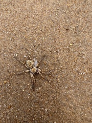 Tetralycosa