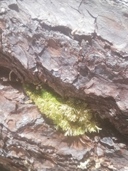 Homalothecium fulgescens