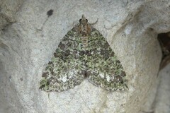 Hydriomena furcata