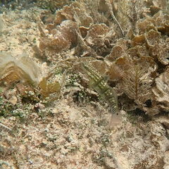 Amblygobius phalaena