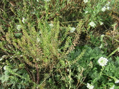 Lepidium apetalum