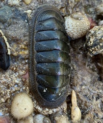 Ischnochiton australis