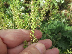 Lepidium apetalum