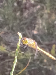 Austrothemis nigrescens