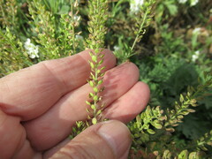 Lepidium apetalum