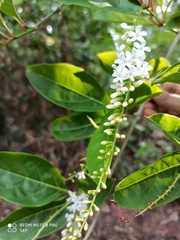 Citharexylum spinosum