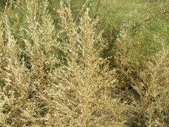 Axyris amaranthoides