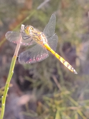 Austrothemis nigrescens