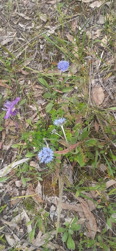 Brunonia australis (Brunonia australis)