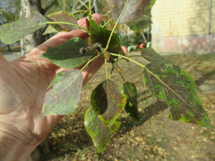 Populus suaveolens