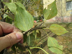 Populus suaveolens