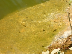 Poecilia reticulata