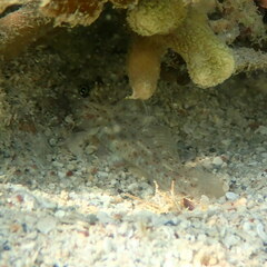 Fusigobius neophytus