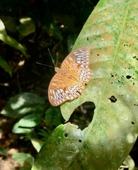 Tanaecia aruna