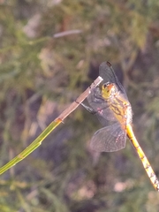 Austrothemis nigrescens