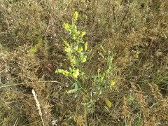 Melilotus suaveolens