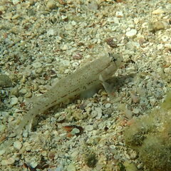 Gnatholepis anjerensis