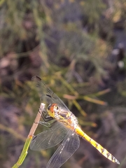 Austrothemis nigrescens