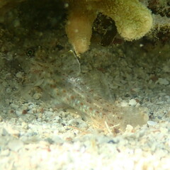 Fusigobius neophytus
