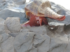 Pleuroploca trapezium