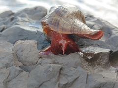 Pleuroploca trapezium