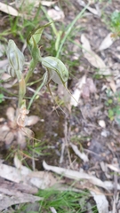 Pterostylis biseta