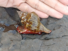 Pleuroploca trapezium