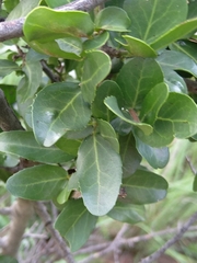 Mystroxylon aethiopicum