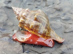 Pleuroploca trapezium