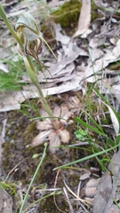 Pterostylis biseta