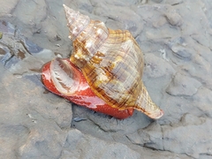 Pleuroploca trapezium