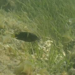 Chrysiptera biocellata