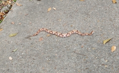 Agkistrodon contortrix
