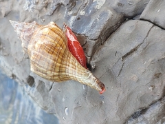 Pleuroploca trapezium