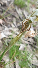 Pterostylis biseta