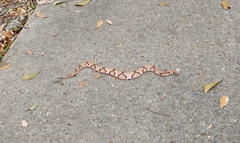 Agkistrodon contortrix