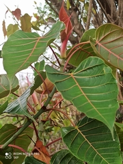 Ficus religiosa