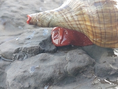 Pleuroploca trapezium