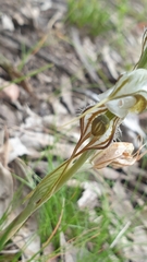 Pterostylis biseta