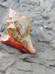 Pleuroploca trapezium