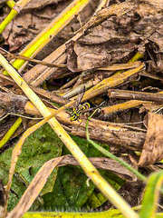 Ropalidia flavobrunnea