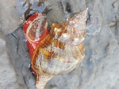 Pleuroploca trapezium
