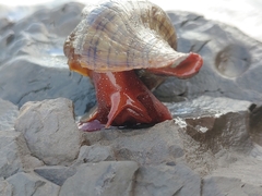 Pleuroploca trapezium