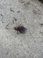 Periplaneta americana